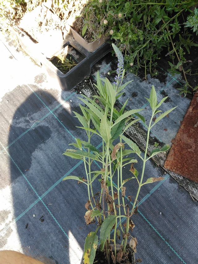 Veronica Skyler Blue - 19. 8. 2025