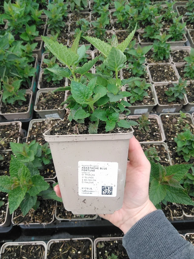 Iisoppi Blue Fortune - 9. 6. 2025