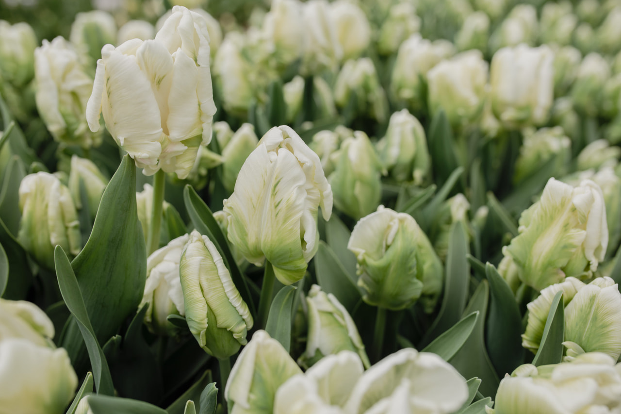 Tulipán Super Parrot, Loukykvět