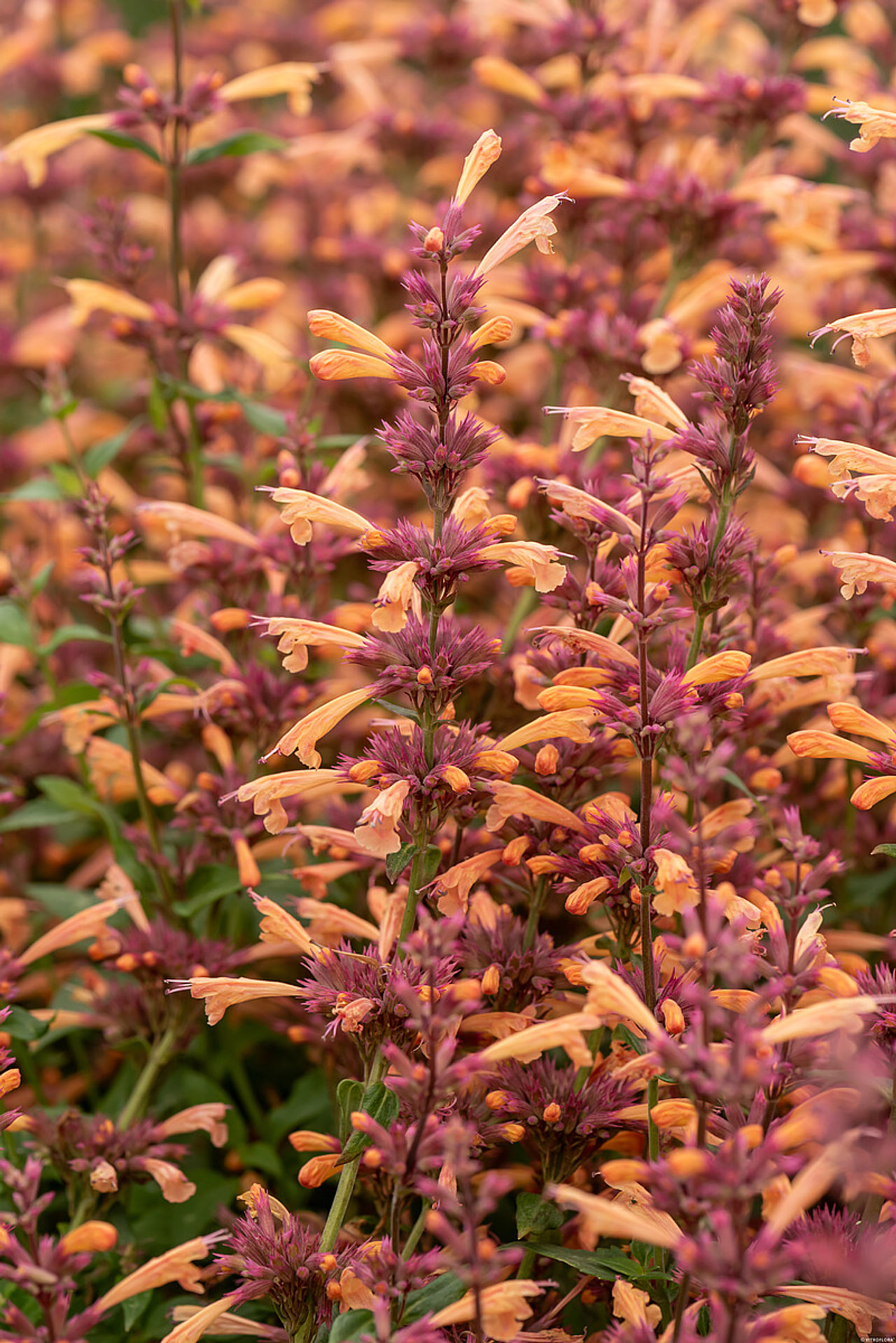 Agastache Mango Tango, Loukykvět