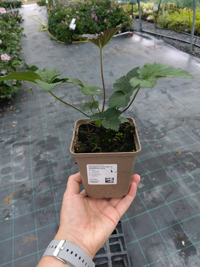 Anemona tomentosa Overdressed - 10. 9. 2025