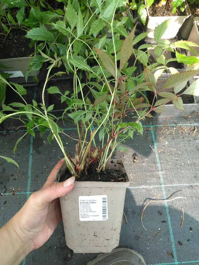 Astilbe Erika - 11. 7. 2025