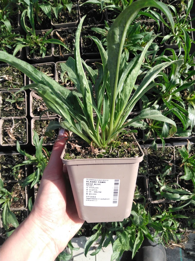 Hlaváč Fama Deep Blue - 2024