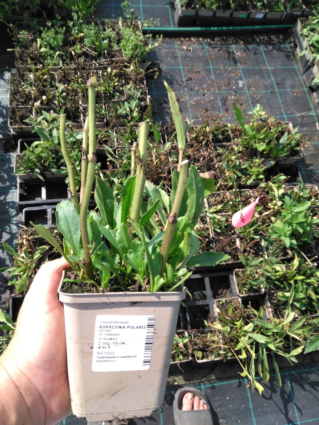 Kopretina Polaris - 2024