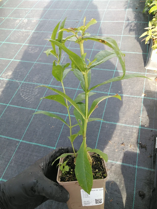 Phlox Duchess of York - 31. 10. 2025