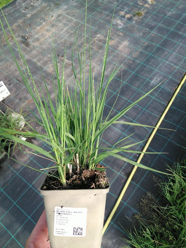 Nurmilauha Heidebraut - 24. 6. 2025