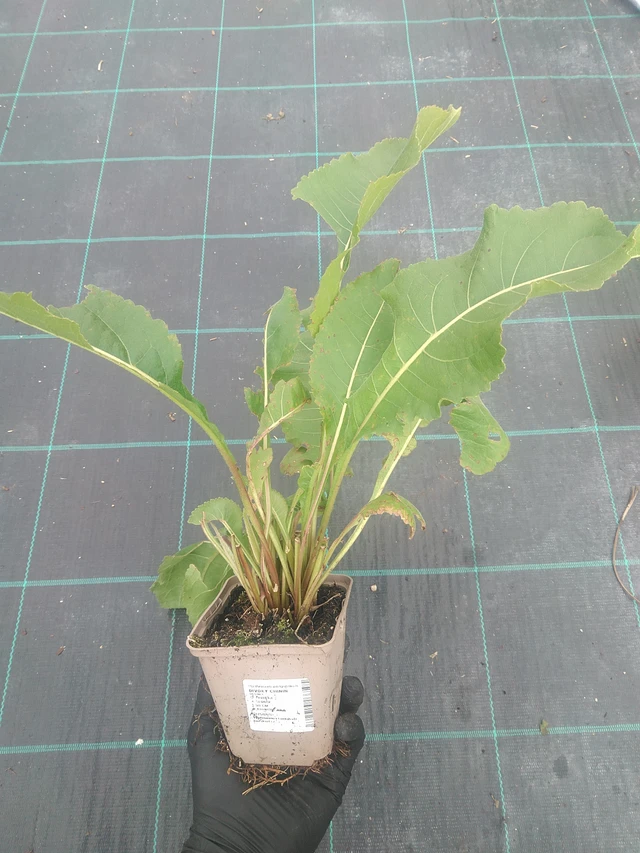 Villi kiina - 10. 9. 2025