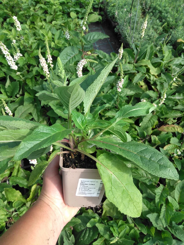 Kukonharja musta - 2024