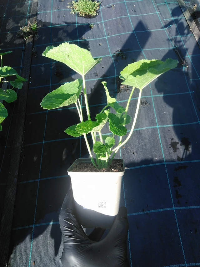 Malva Chaters Chamois - 1. 9. 2025