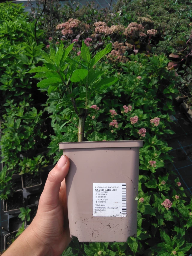 Punavirma Baby Joe - 2024