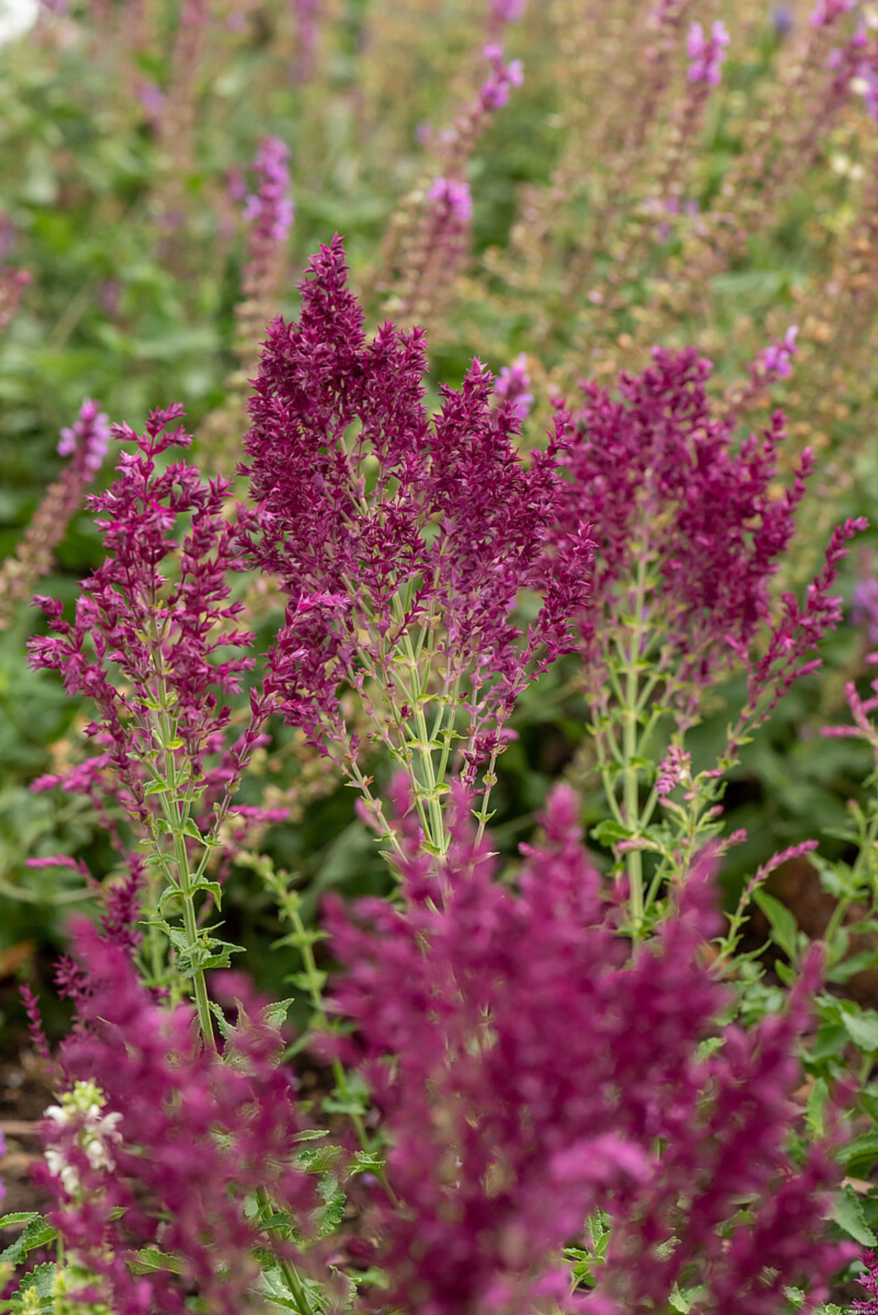 Šalvěj hajní Schwellenburg, Loukykvět