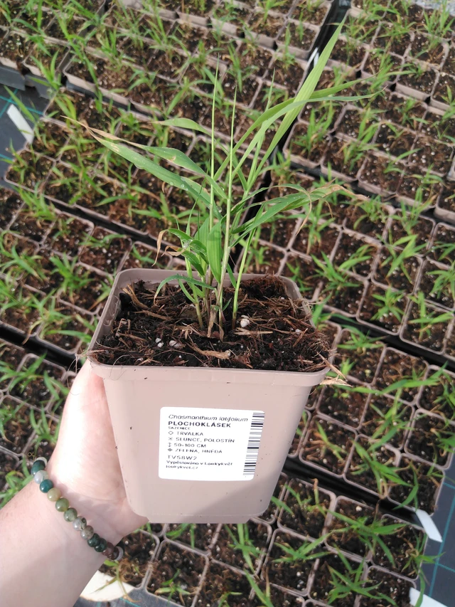 Plochoklásek - 2024