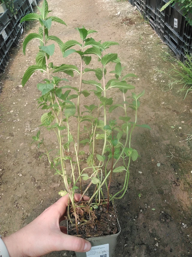 Čokoládová máta - 17. 7. 2025