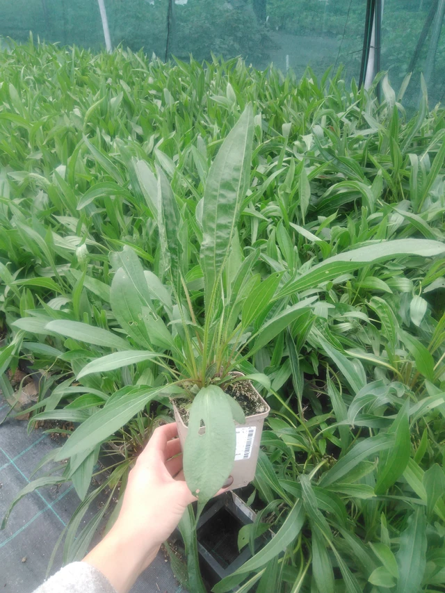 Echinacea pallida - 2024