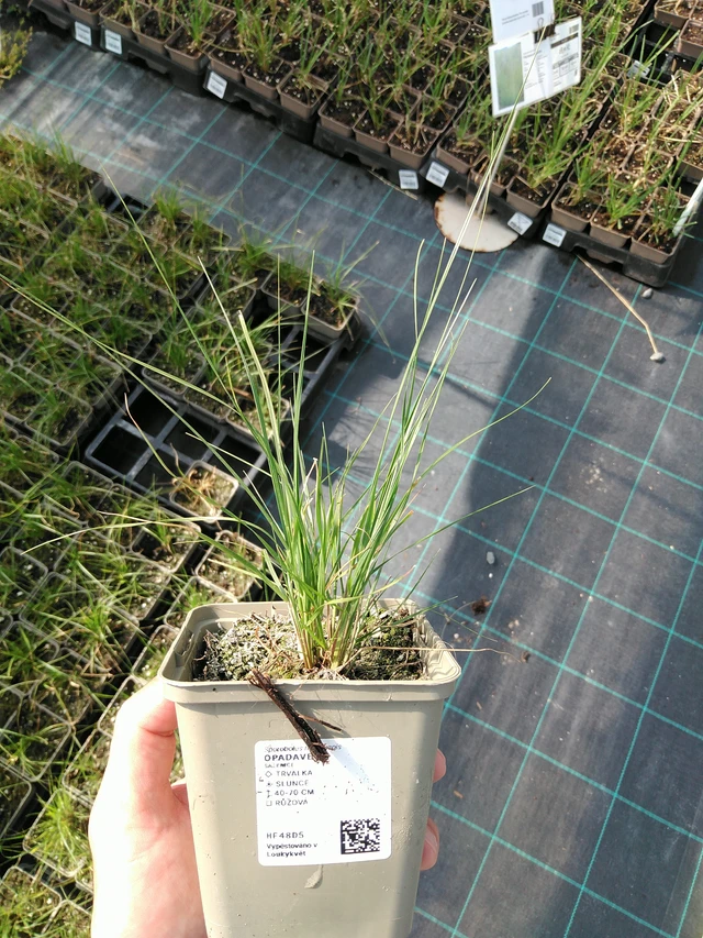 Opadavec - 24. 6. 2025