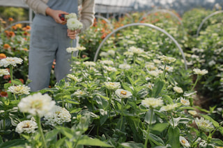 Cínie Benary’s Giant White, Loukykvět