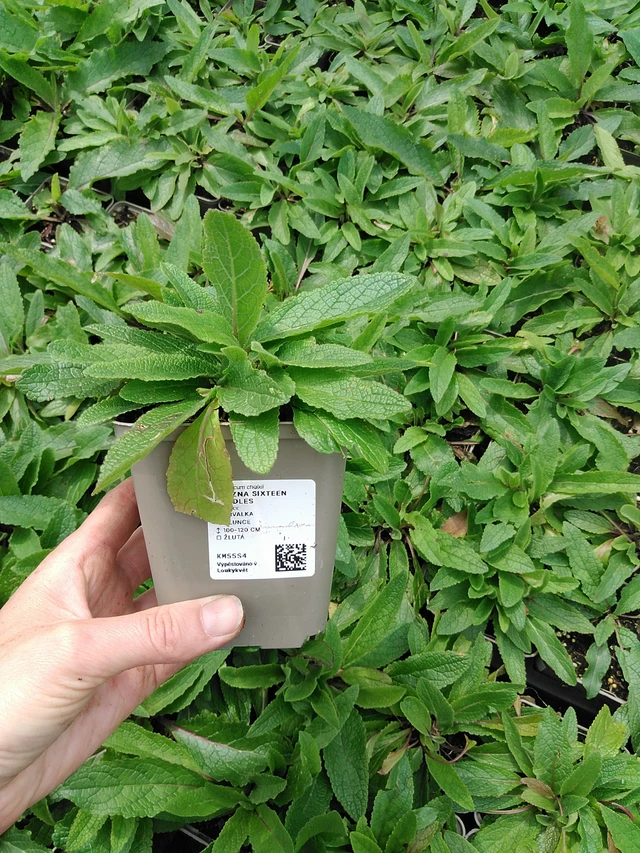 Tähkylä Sixteen Candles - 9. 6. 2025