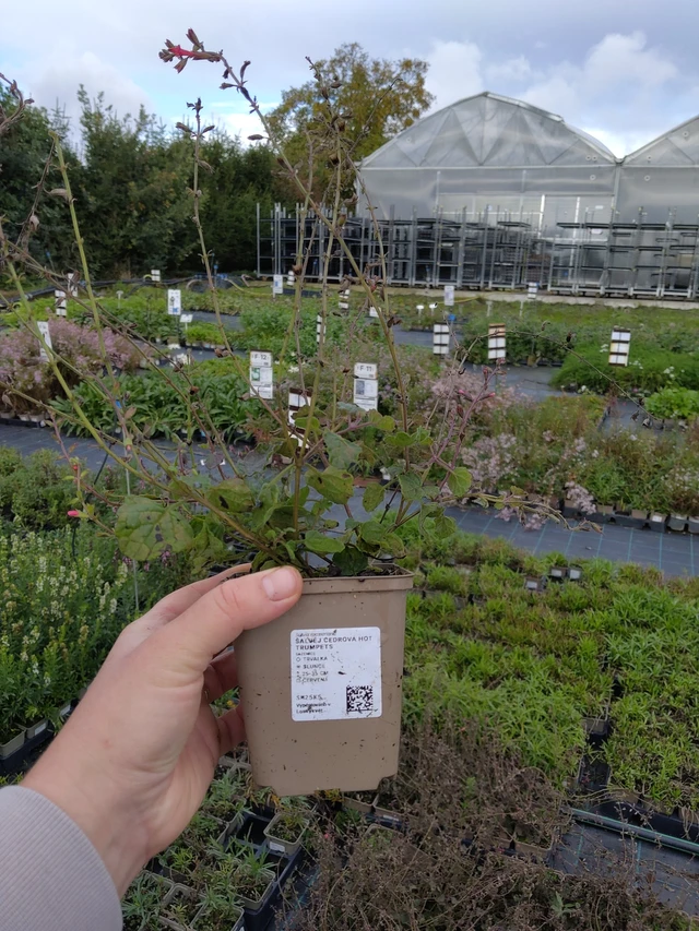 Šalvěj cedrová Hot Trumpets - 9. 10. 2025