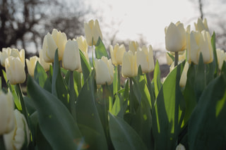 Tulipán Fun for Two, Loukykvět