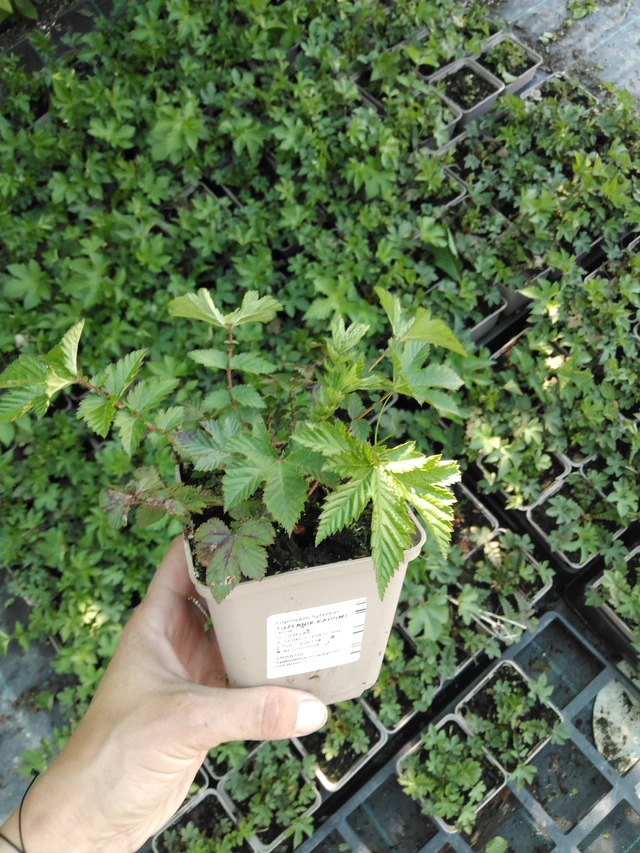 Angervo Kahome - 2024