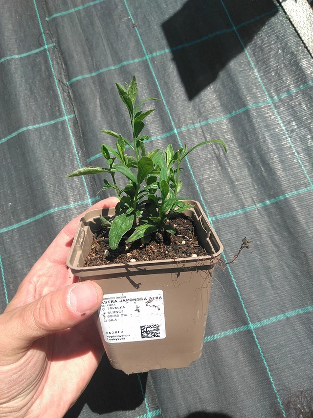 Aster japonés Alba - 24. 6. 2025