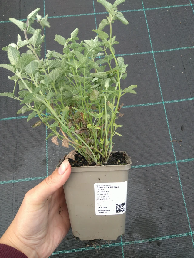 Šanta zkřížená  - 11. 7. 2025