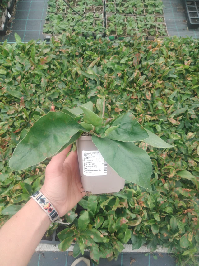 Statice latifolia - 2024