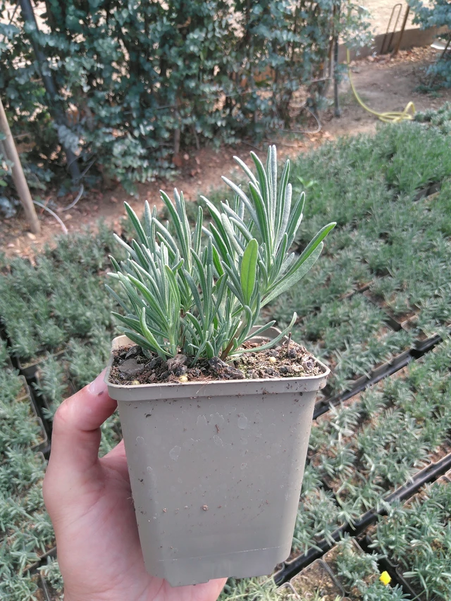 Lavanda Edelweiss - 20. 6. 2025