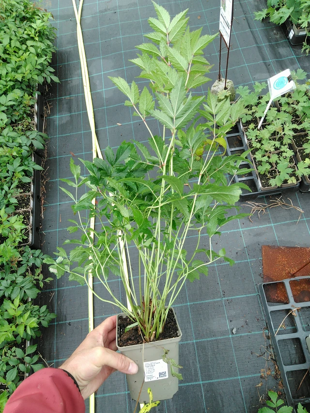 Astilbe Gloria Purpurea - 28. 7. 2025