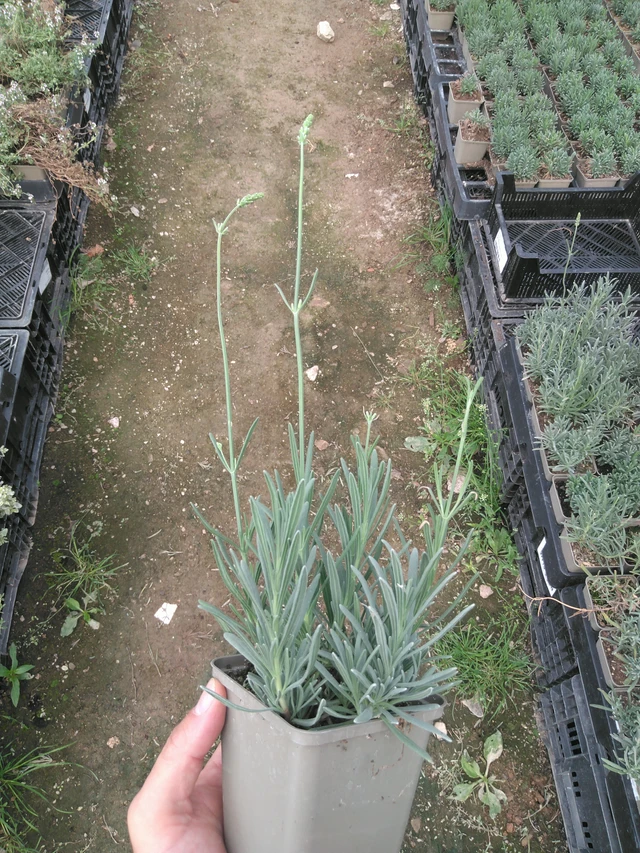 Lavanda Edelweiss - 25. 7. 2025