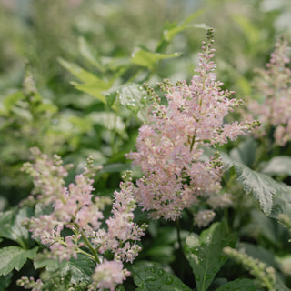 Astilbe Europa, Loukykvět