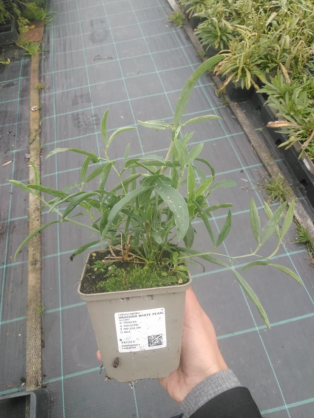 Hajuherne White Pearl - 10. 10. 2025