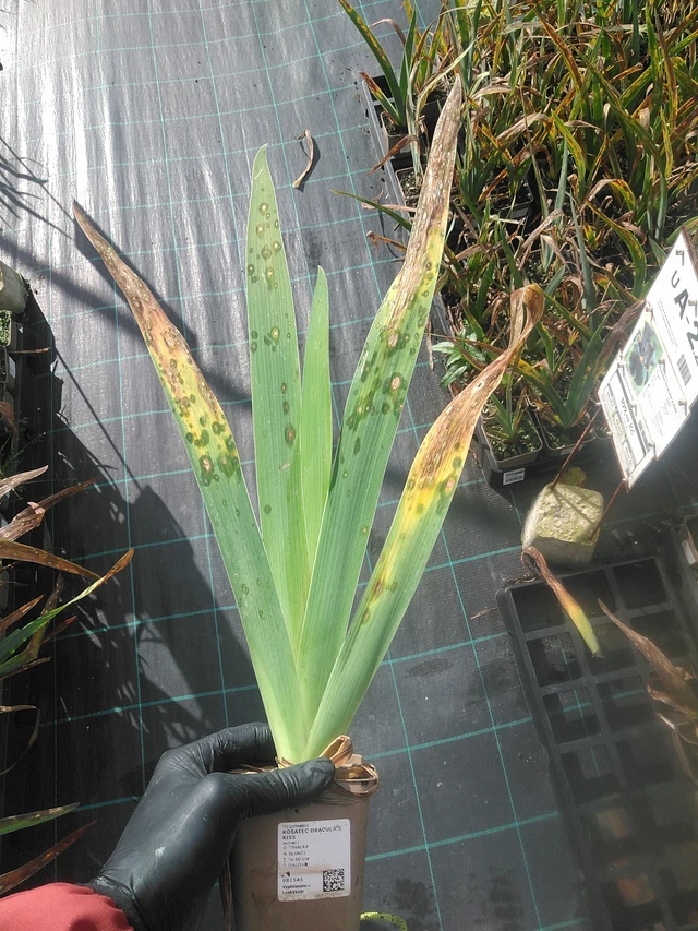 Iiris Dracula's Kiss - 13. 10. 2025