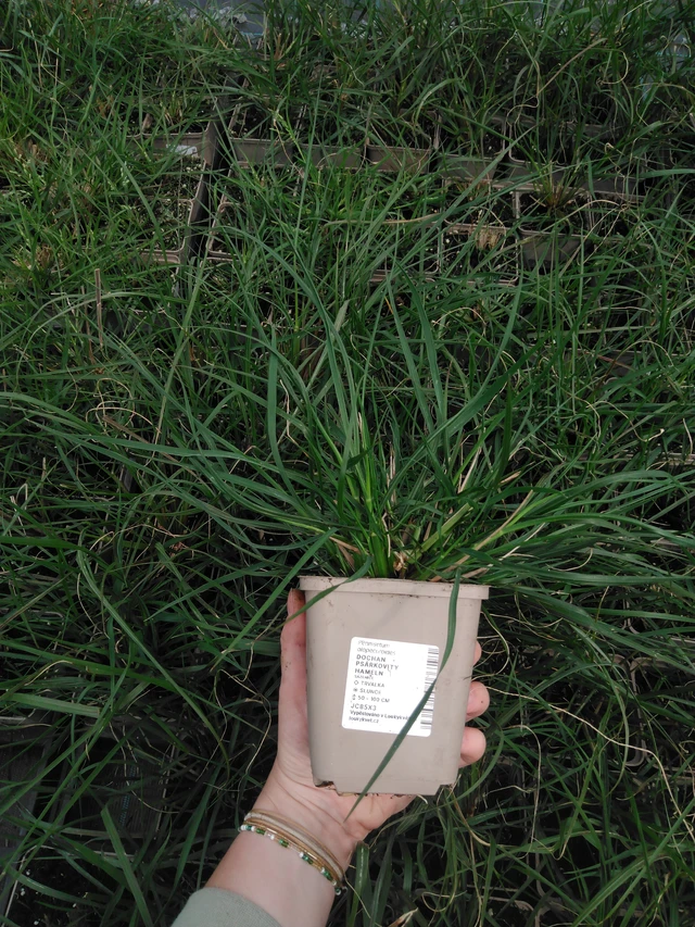 Dochan psárkovitý Hameln - 2024