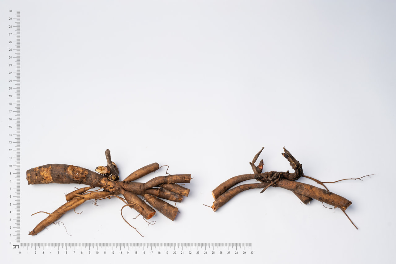 Pivoňka Coral Charm, Loukykvět