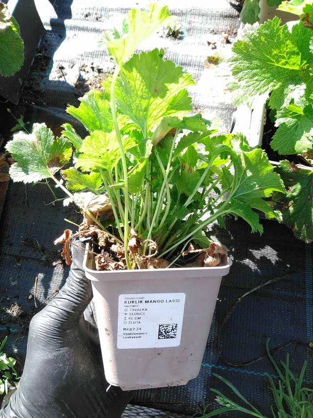 Kuklík Mango Lassi - 19. 8. 2025