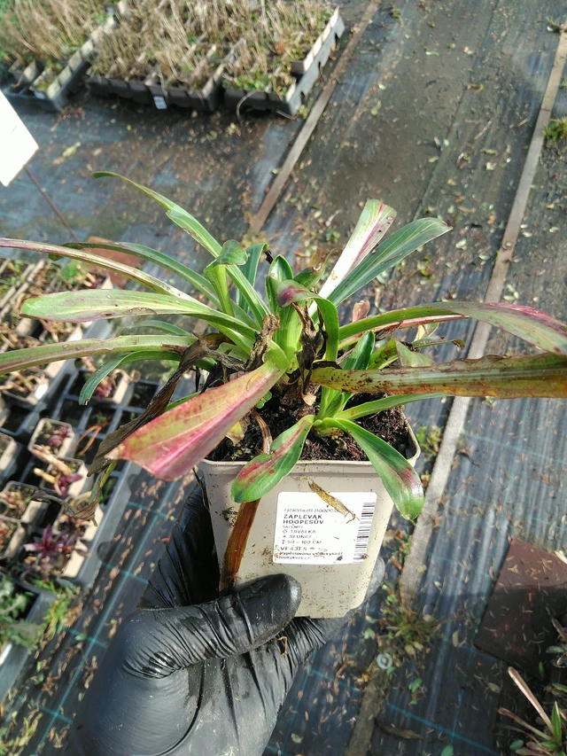 Helenium hoopesii - 31. 10. 2025