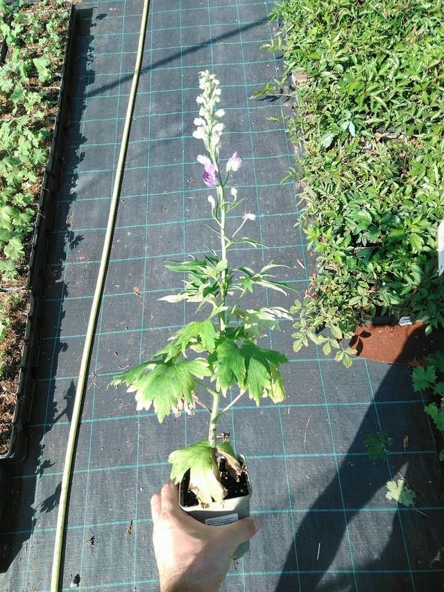 Delphinium Magic Fountains Dark Blue (White Bee) - 19. 8. 2025