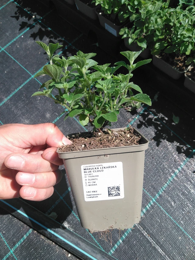 Calamint Blue Cloud - 24. 6. 2025
