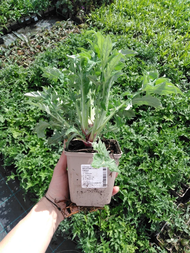 Sinipallo-ohdake Star Frost - 2024