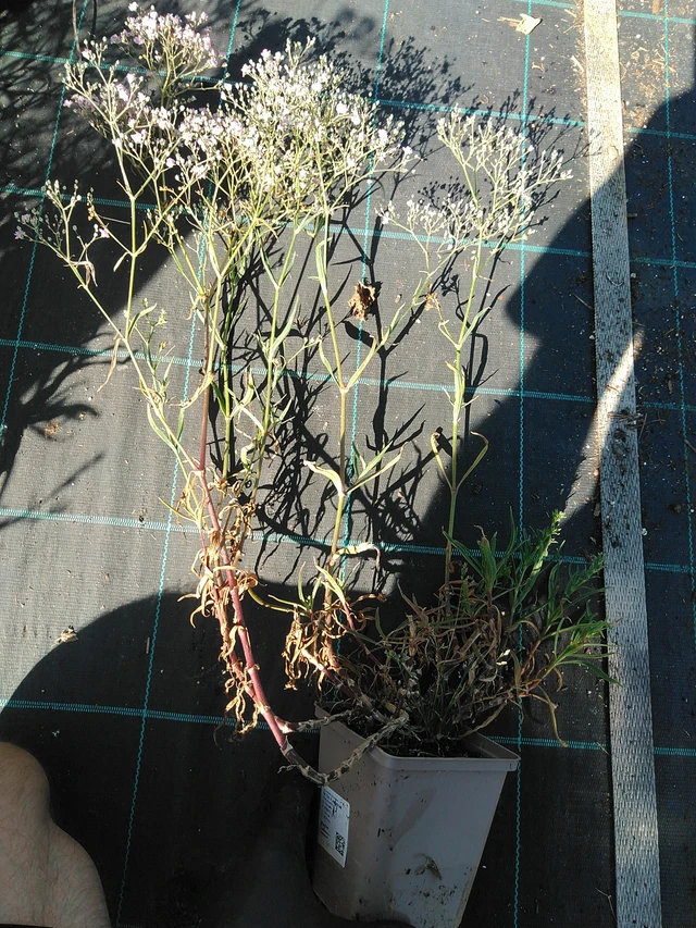 Baby's Breath Flamingo - 19. 8. 2025