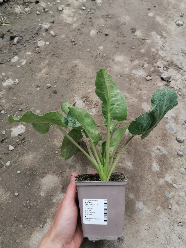 Panicaut plan - 2024