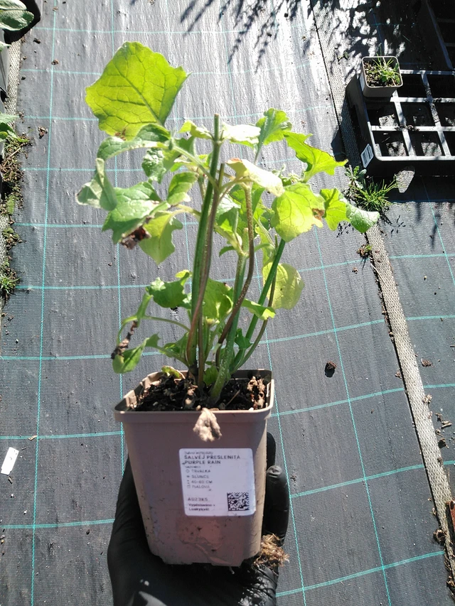 Pyökkisalvia Purple Rain - 19. 8. 2025