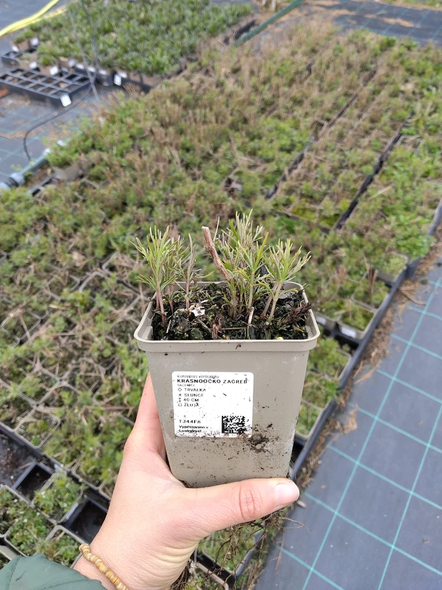 Krásnoočko Zagreb - 21. 4. 2026