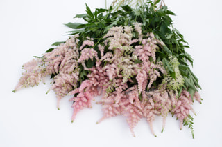 Astilbe Europa, Loukykvět