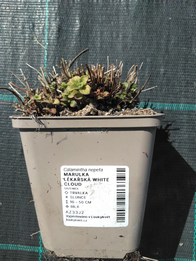 Mirrinminttu White Cloud - 3. 4. 2025