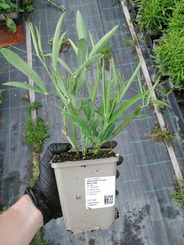 Hajuherne Pearl Mixture - 10. 9. 2025