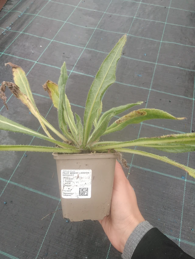 Sinipilvikkä - 10. 10. 2025