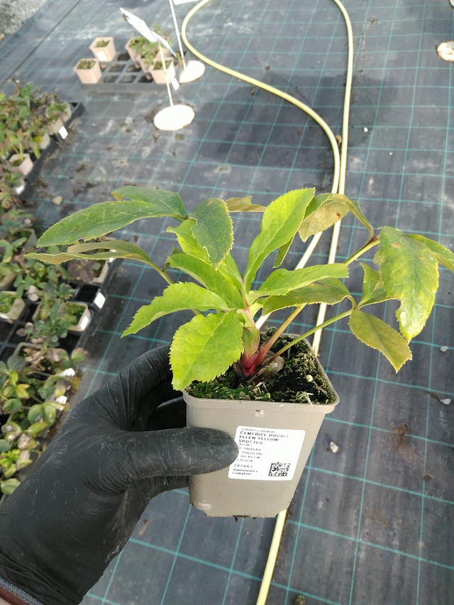 Hellebore Double Ellen Yellow Spotted - 31. 10. 2025