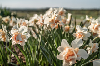 Narcis Replete, Loukykvět